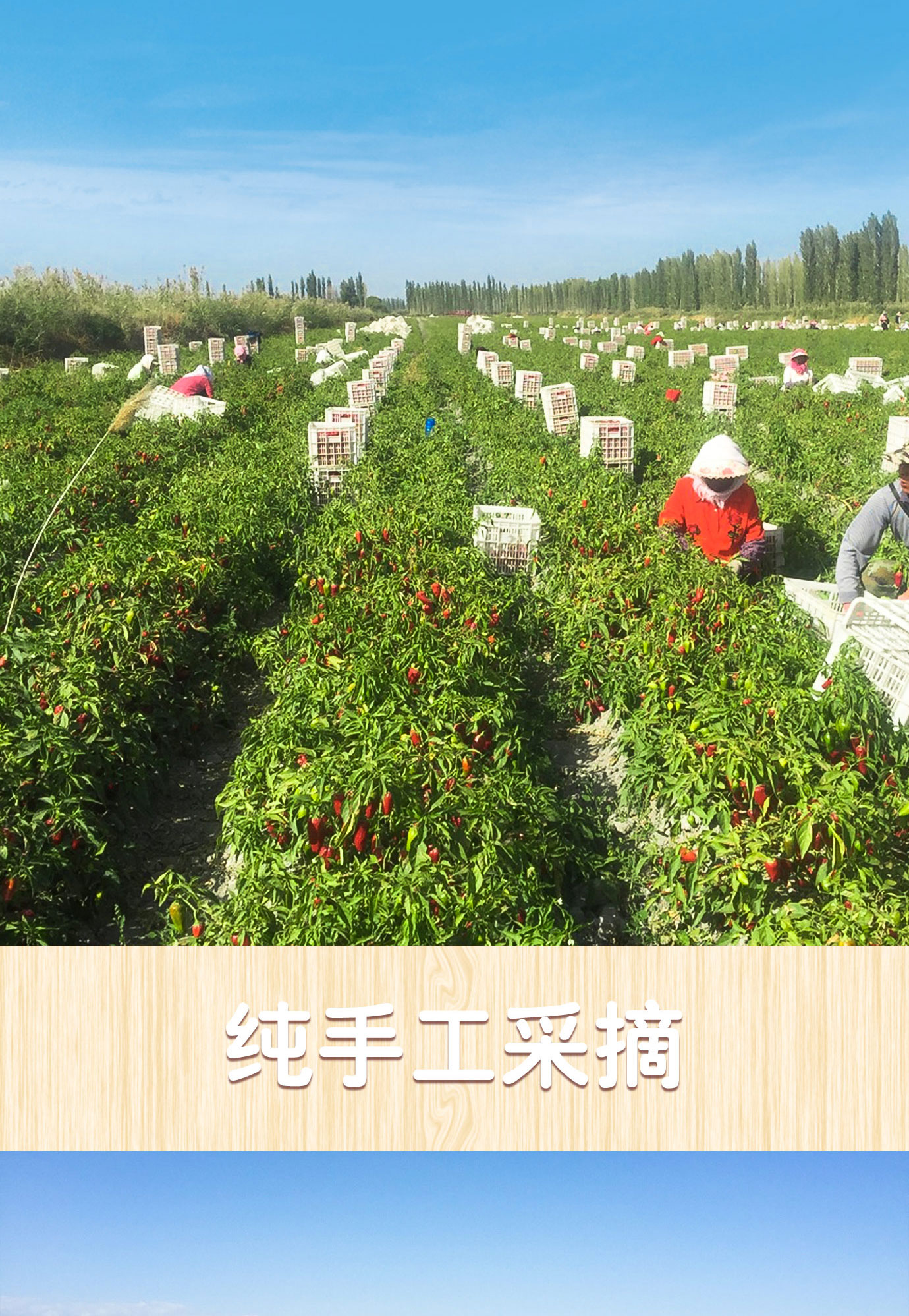 辣椒醬簡介_04.jpg