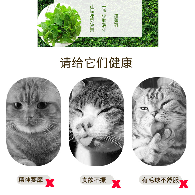 貓薄荷粉 貓咪零食去毛球化毛貓草 清新口氣助消化 貓零食批發(fā)OEM代加工